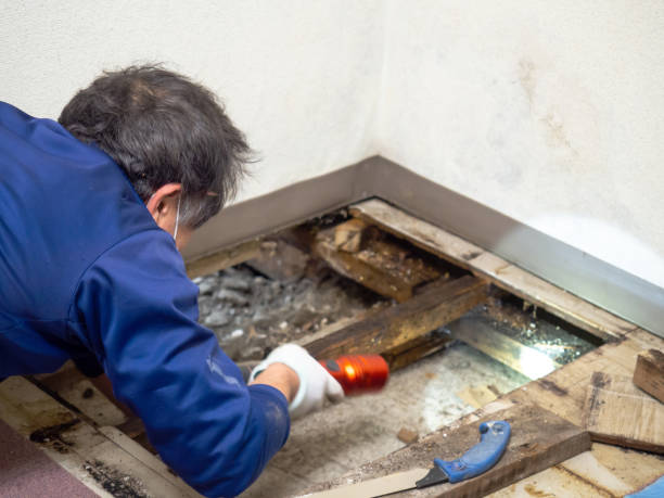Best Mold Cleaning Services  in Aviston, IL