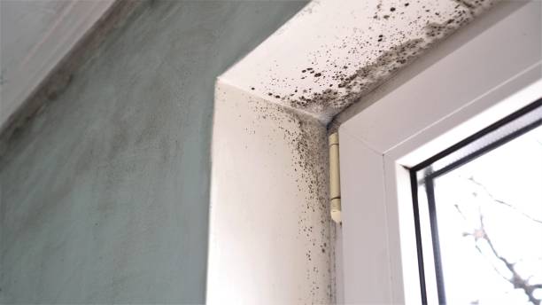 Best Toxic Mold Removal  in Aviston, IL