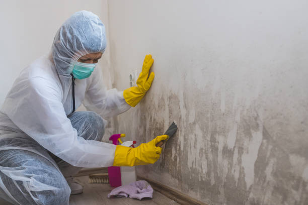Best Attic Mold Removal  in Aviston, IL