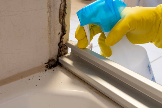 Mold Removal and Inspection in Aviston, IL