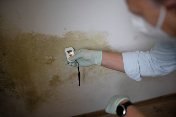 Best Residential Mold Removal  in Aviston, IL