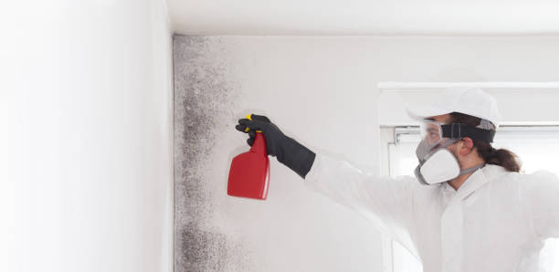 Best Attic Mold Removal  in Aviston, IL