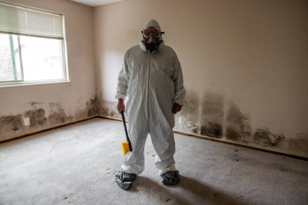 Best Office Mold Removal Services  in Aviston, IL