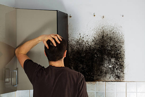 Home Mold Removal in Aviston, IL