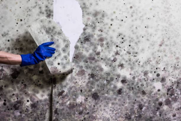 Best Mold Inspection  in Aviston, IL