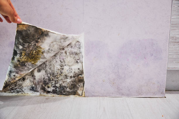 Best Local Mold Removal Service  in Aviston, IL